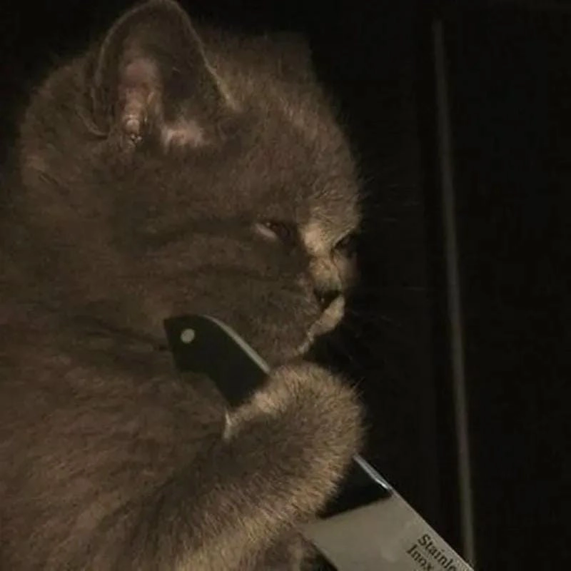 Chiêm ngưỡng vẻ đẹp mèo meme cầm dao