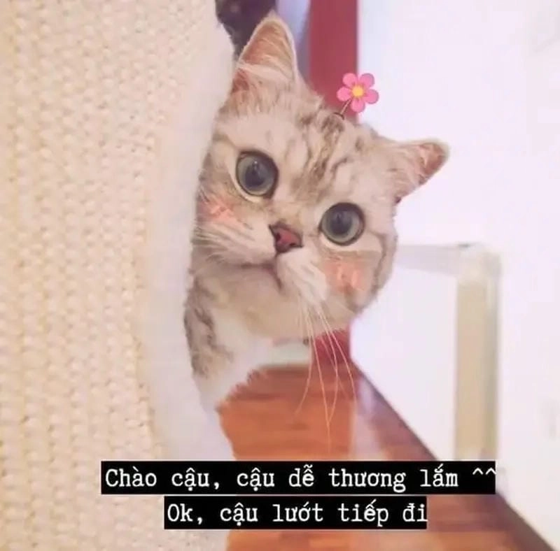 Sưu tầm những khoảnh khắc meme chào bạn bè