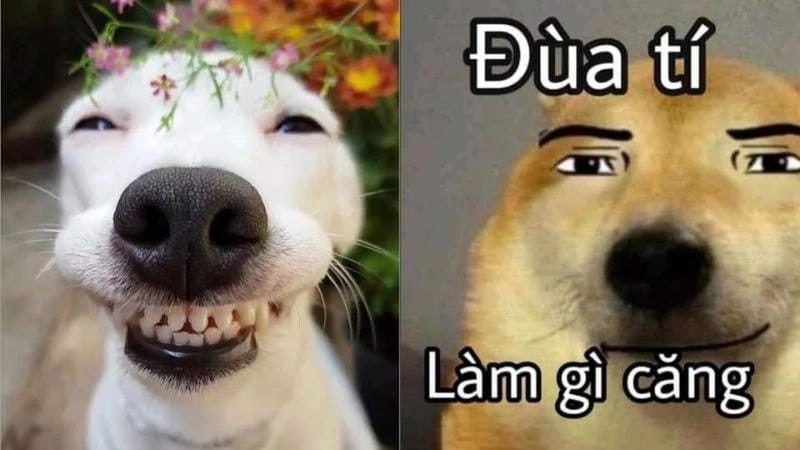Tìm hiểu khái niệm meme chê là gì