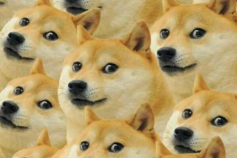 Tìm hiểu khái niệm meme chó là gì