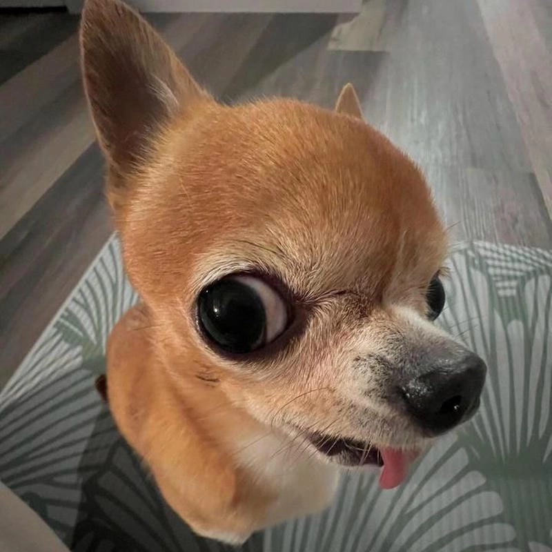 Chiêm ngưỡng vẻ đẹp meme chó cười nhe răng