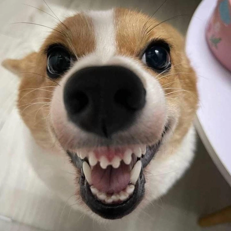 Tìm kiếm meme chó lườm