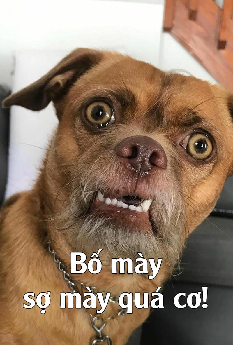 Săn những ảnh mới nhất của meme chó khóc