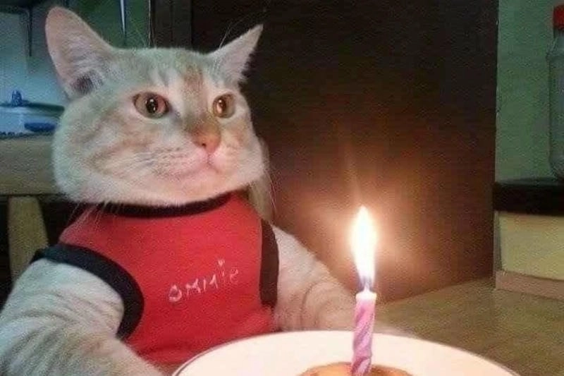 Sưu tầm những khoảnh khắc meme chúc mừng sinh nhật cute