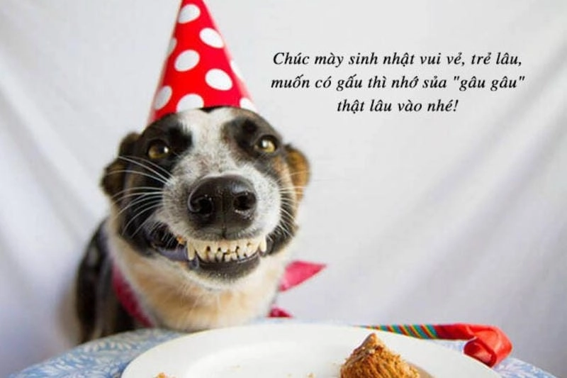 Tìm hiểu khái niệm meme chúc mừng sinh nhật là gì