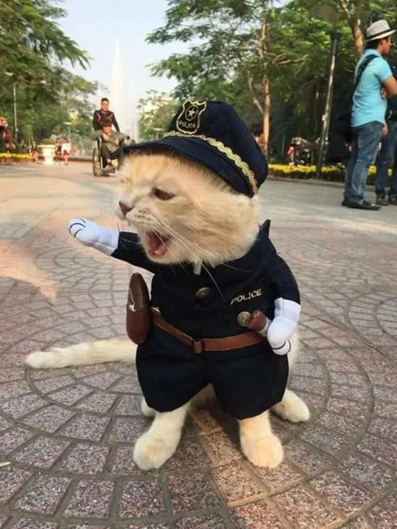 Săn những ảnh mới nhất của meme công an trending