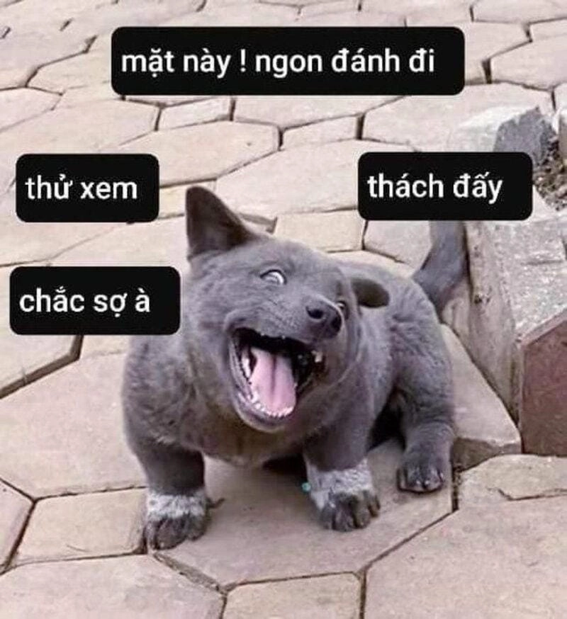 Tổng hợp hình ảnh meme đánh chó