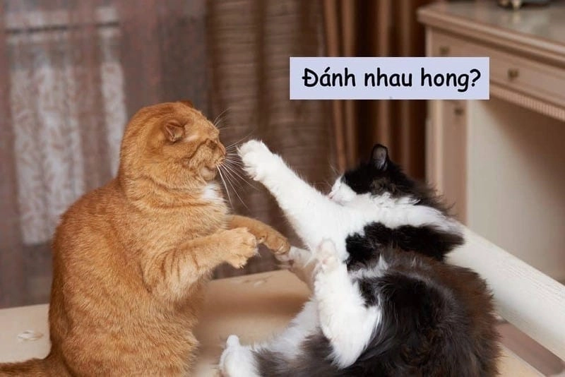 Cùng ngắm meme đánh vào đầu