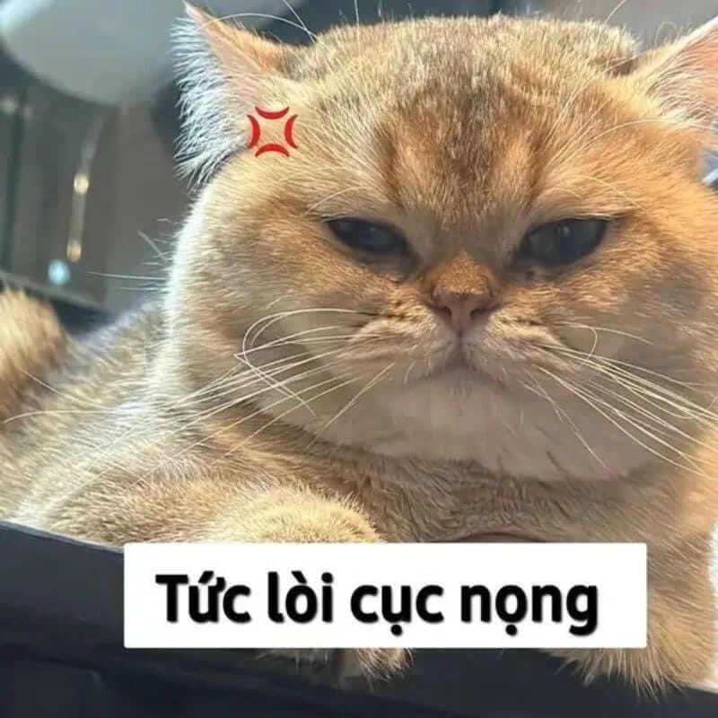 Cùng khám phá meme giận lầy lội
