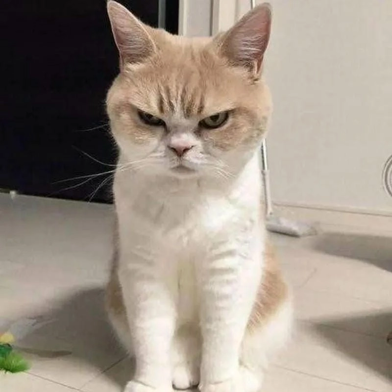 Gợi ý phong cách meme giận dễ thương