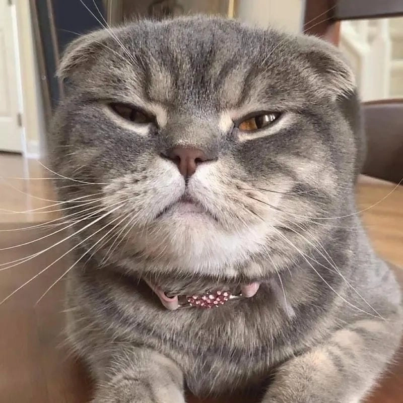 Tổng hợp hình ảnh meme giận vui nhộn