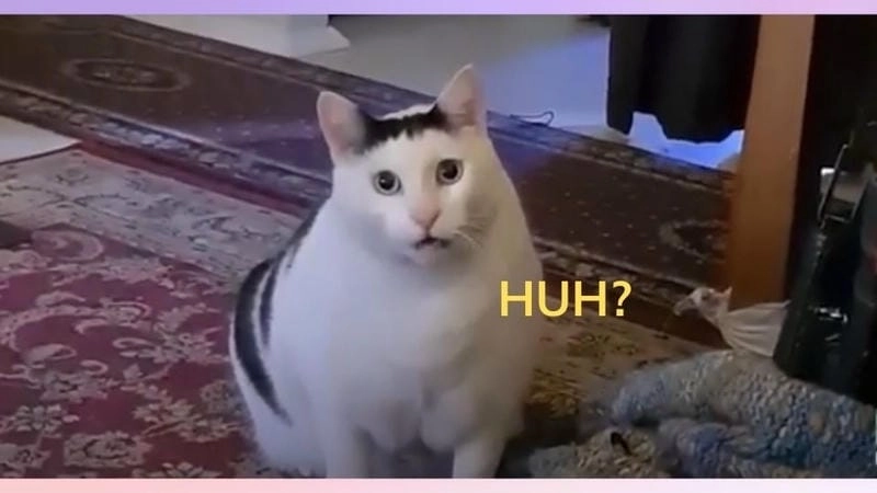 Đắm mình trong thế giới meme khó hiểu buồn cười