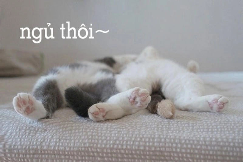 Cười sảng với meme ngủ ngon hài