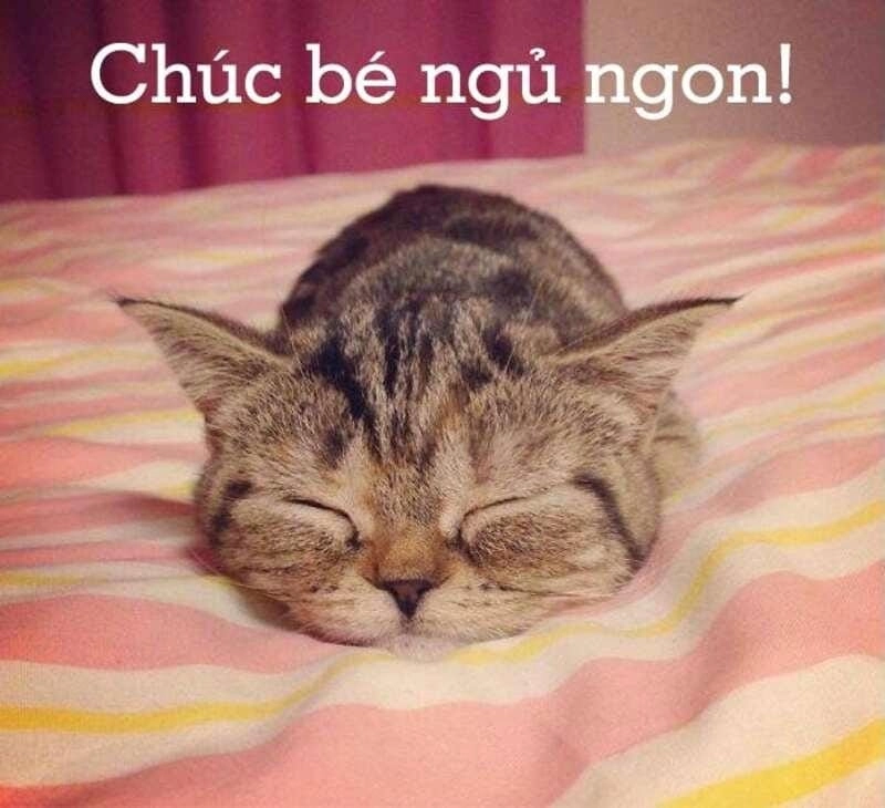 Tìm hiểu khái niệm meme ngủ ngon là gì