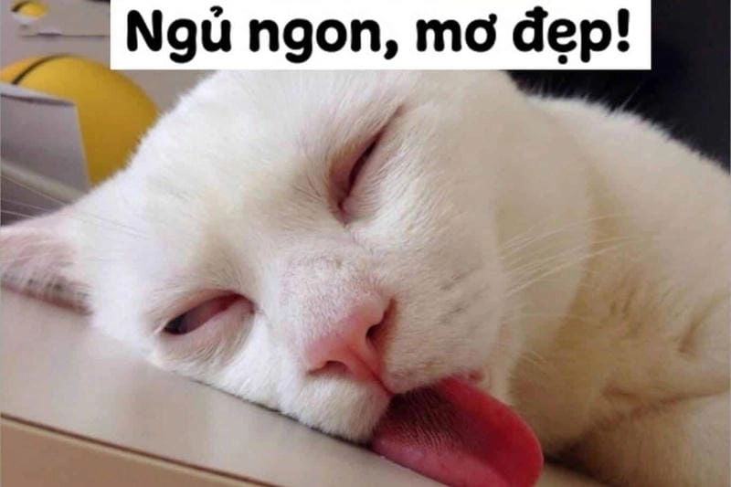 Đắm mình trong thế giới meme gấu trúc ngủ ngon