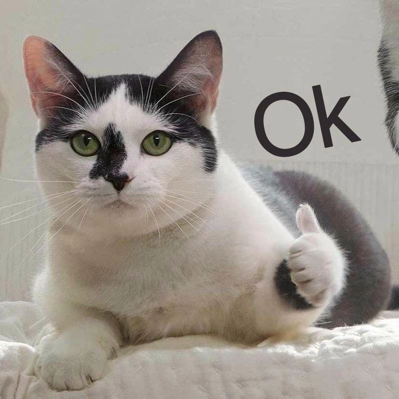 Cùng ngắm i'm ok meme