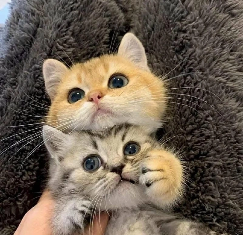 Tổng hợp hình ảnh meme con mèo ôm đầu