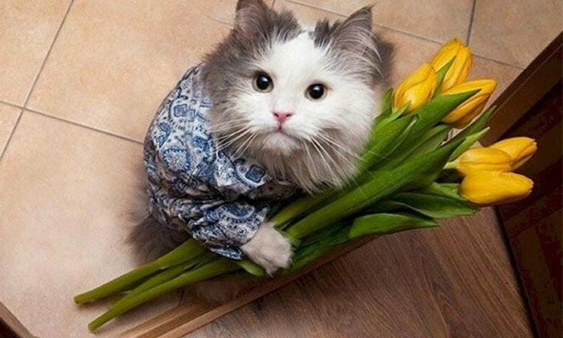 Cùng ngắm meme ôm người yêu