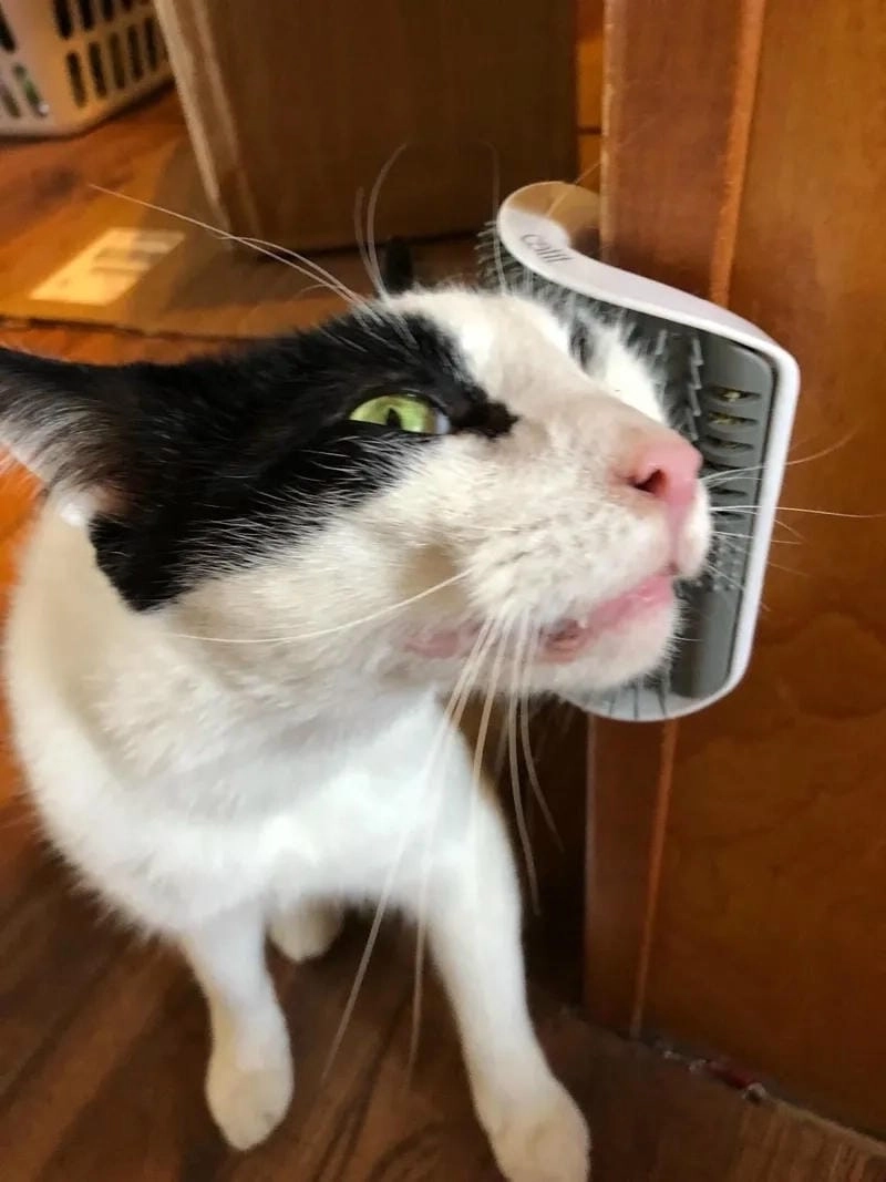 Đắm mình trong thế giới meme sợ hãi chế ảnh