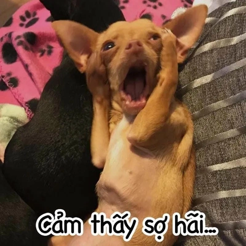 Tìm hiểu khái niệm meme sợ hãi là gì
