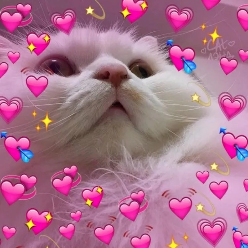 Săn những ảnh mới nhất của meme ho ra trái tim