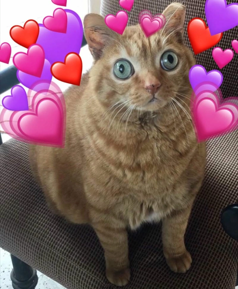 Tổng hợp hình ảnh meme trái tim hài