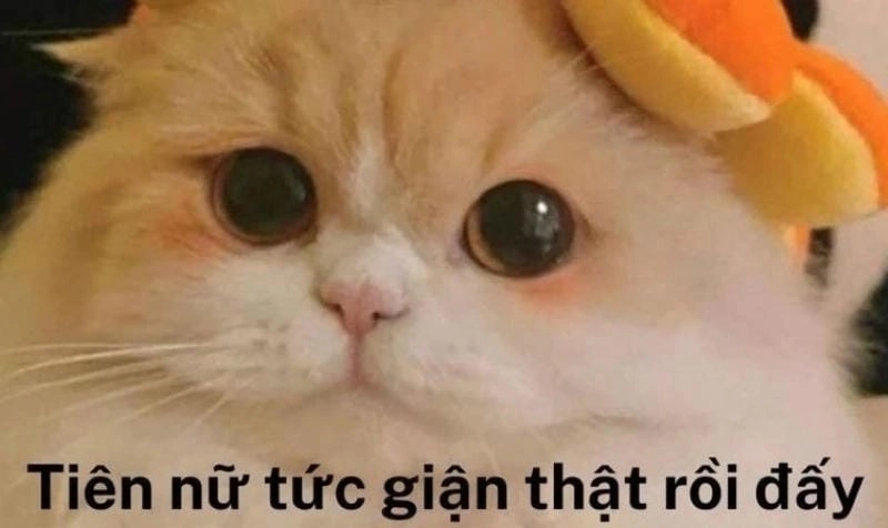 Đắm mình trong thế giới meme tức giận mèo