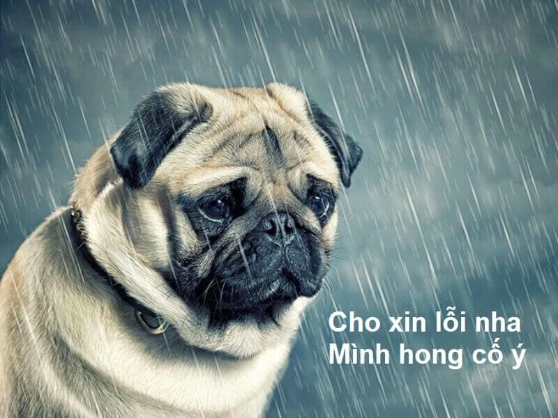 Đắm mình trong thế giới xin lỗi meme viral