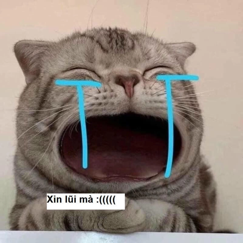 Tìm hiểu khái niệm meme xin lỗi là gì