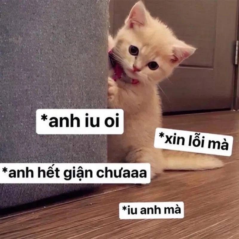 Chiêm ngưỡng vẻ đẹp của xin lỗi meme vui nhộn