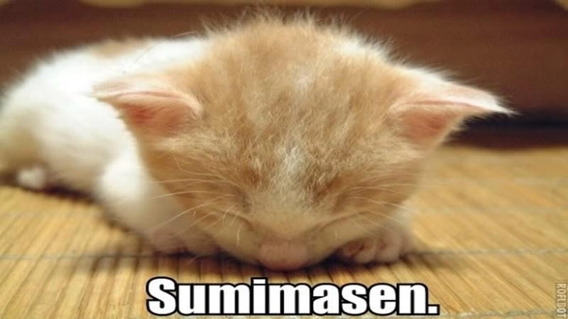 Săn những ảnh mới nhất của xin lỗi meme dễ thương