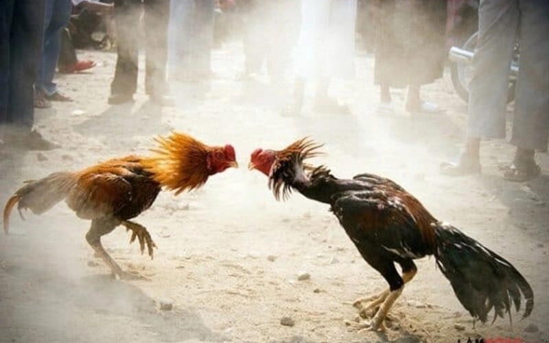 Kinh nghiệm chơi Đá gà Fun88 hiệu quả