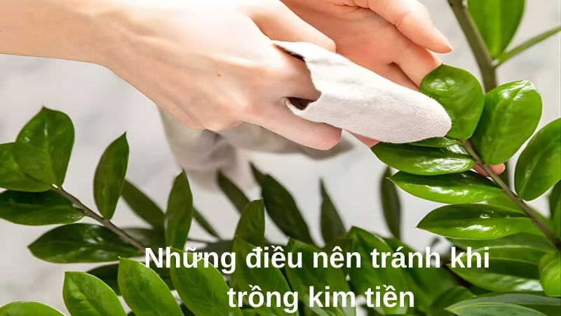 Người chăm sóc lau bụi trên lá giúp cây quang hợp tốt hơn