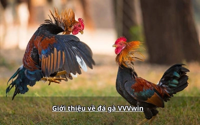 Giới thiệu về đá gà VVVwin