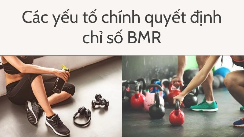 Các yếu tố chính quyết định chỉ số BMR