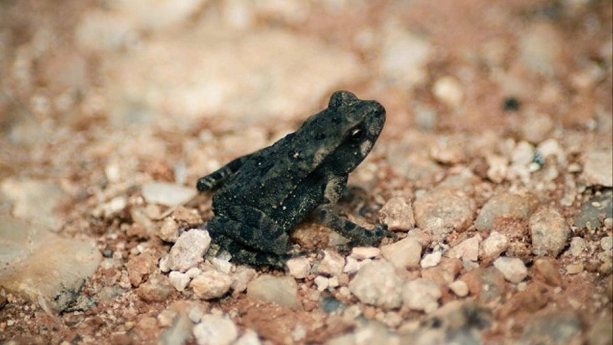 Cóc vào nhà có sao không khiến nhiều gia đình tò mò và thắc mắc.