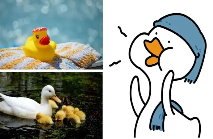 Tuyển tập 50+ hình nền con vịt độc lạ cho mọi thiết bị