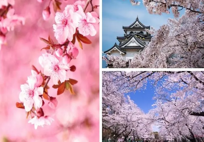 Bộ sưu tập hình nền hoa anh đào lung linh đầy cuốn hút