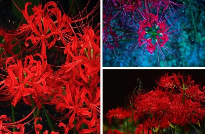 Bộ sưu tập hình nền hoa bỉ ngạn ma mị dành riêng cho bạn