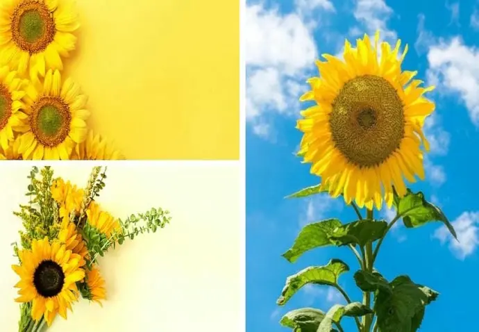 Tuyển tập hình nền hoa hướng dương tỏa sáng ấn tượng