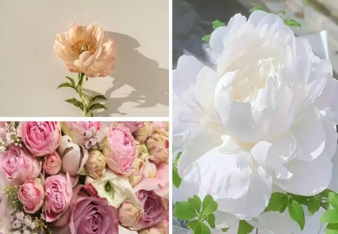 Bộ sưu tập hình nền hoa mẫu đơn ấn tượng khó rời mắt