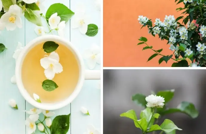 Say đắm trước hình nền hoa nhài tinh tế cho màn hình