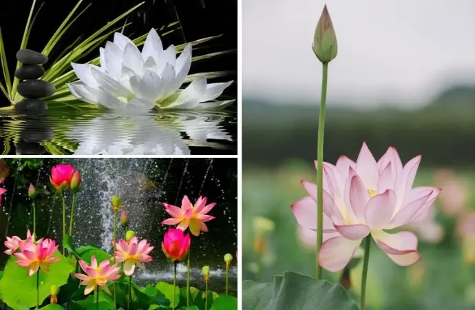 Khám phá 55+ hình nền hoa sen nghệ thuật đẹp mê hồn