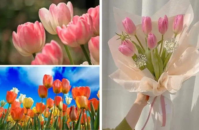 Khám phá bộ 50+ hình nền hoa tulip ngập tràn sắc xuân