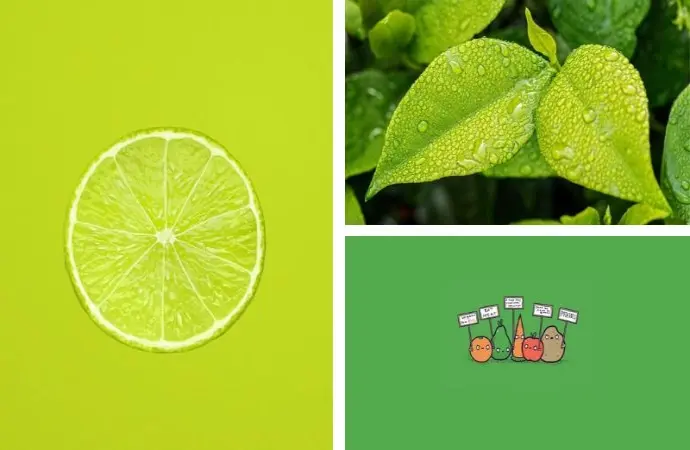 Gợi ý 55+ hình nền màu xanh lá cây tươi mát đầy cảm hứng