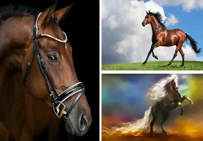 Khám phá 55+ hình nền ngựa đậm chất nghệ thuật ấn tượng