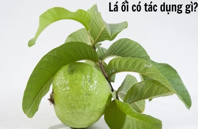 Lá ổi có tác dụng gì? Từ làm đẹp đến phòng ngừa bệnh tật