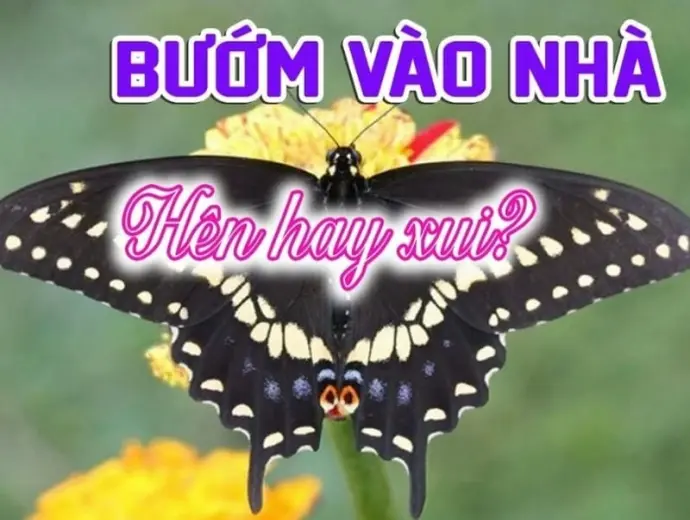 Bướm bay vào nhà có sao không và điềm báo may rủi?