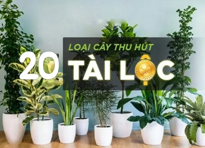 +20 cây phong thủy giúp hút tài lộc và may mắn cho gia chủ