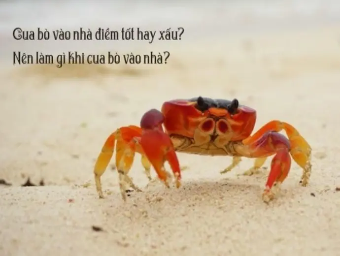 Giải mã gặp cua bò ngang báo hiệu điều gì sắp xảy ra